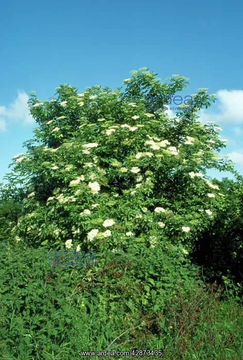  : Elder - in flower