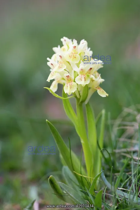 : Elder Flowered Orchid : Elder Flowered Orchid