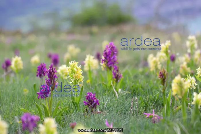 : Elder Flowered Orchid : Elder Flowered Orchid