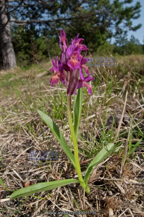 : Elder-flowered Orchid : Elder-flowered Orchid