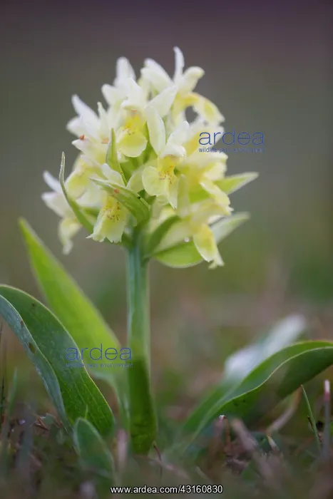 : Elder-flowered Orchid : Elder-flowered Orchid