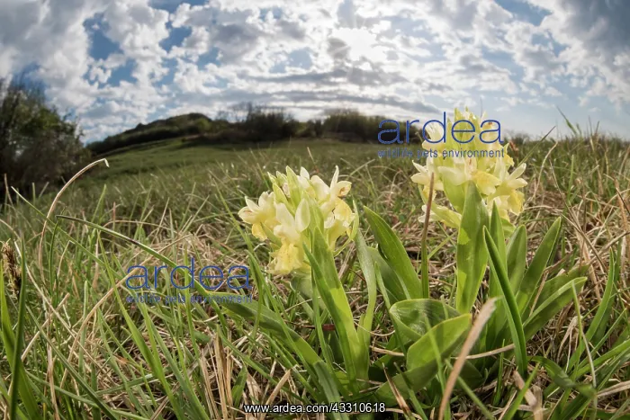 : The elder-flowered orchid (Dactylorhiza sambucina) : The elder-flowered orchid (Dactylorhiza sambucina)