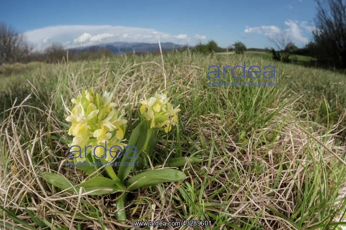: The elder-flowered orchid (Dactylorhiza sambucina) growing i : The elder-flowered orchid (Dactylorhiza sambucina) growing i