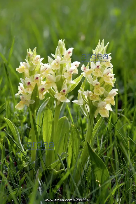 : Elder-flowered orchid - Group of three : Elder-flowered orchid - Group of three