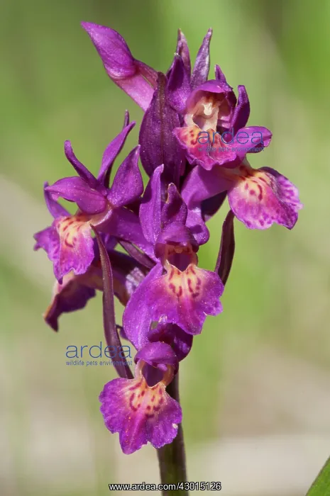 : Elder-flowered Orchid inflorescence particular : Elder-flowered Orchid inflorescence particular
