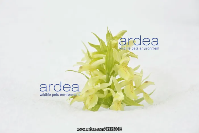 : Elder-flowered Orchid in the snow Grande piano : Elder-flowered Orchid in the snow Grande piano