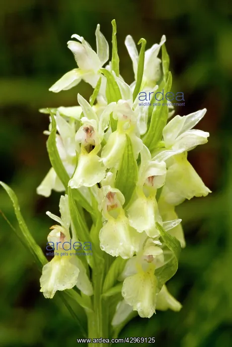 : Elder-flowered Orchid - yellow form : Elder-flowered Orchid - yellow form