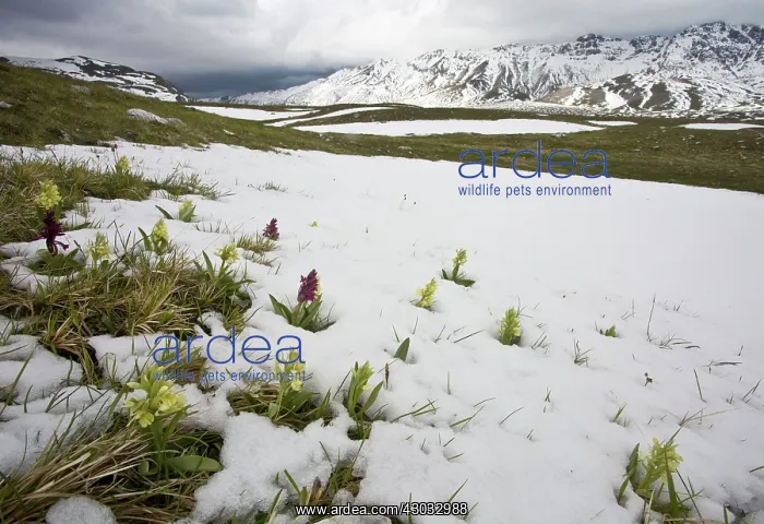 : Elder-flowered Orchids pushing through late snow : Elder-flowered Orchids pushing through late snow