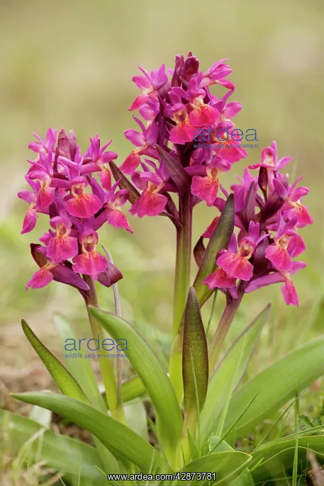 : Elder-flowered orchids, red form : Elder-flowered orchids, red form