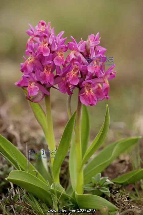 : Elder-flowered orchids, red form : Elder-flowered orchids, red form