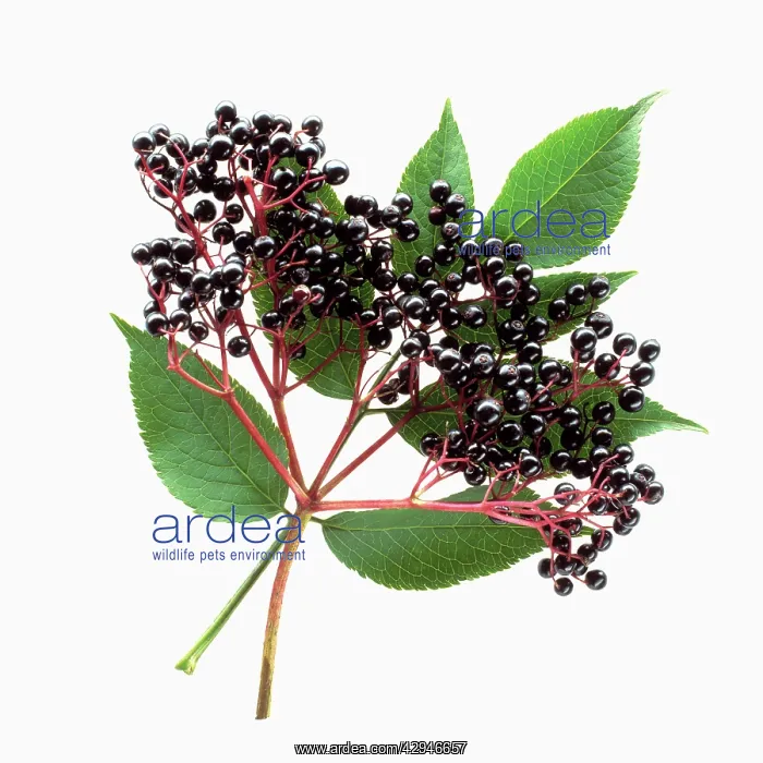: Elder, Sambucus nigra : Elder, Sambucus nigra