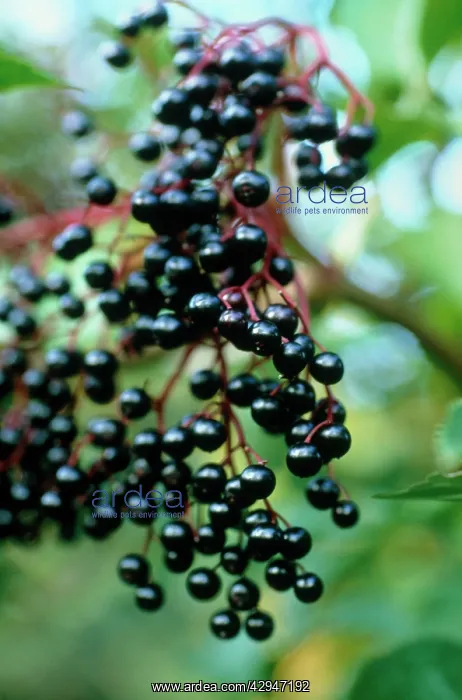 : Elder, Sambucus nigra : Elder, Sambucus nigra
