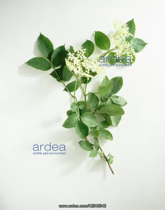 : Elder, Sambucus nigra : Elder, Sambucus nigra