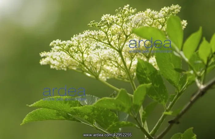  : Elder, Sambucus nigra