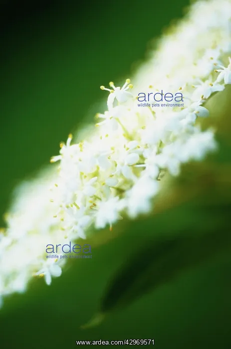 : Elder, Sambucus nigra : Elder, Sambucus nigra