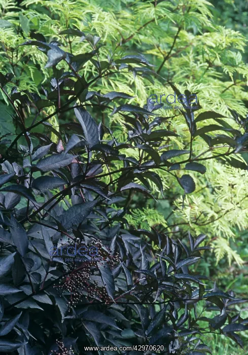 : Elder, Sambucus nigra : Elder, Sambucus nigra