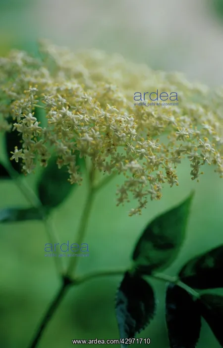 : Elder, Sambucus nigra : Elder, Sambucus nigra