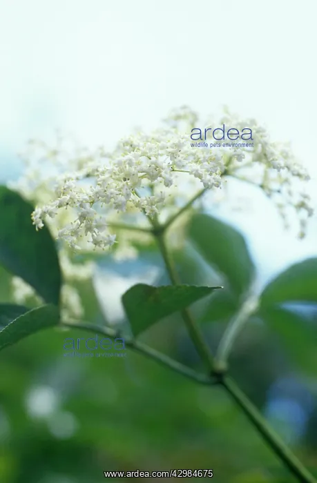 : Elder, Sambucus nigra : Elder, Sambucus nigra