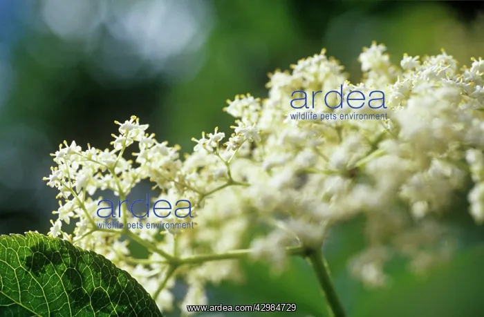 : Elder, Sambucus nigra : Elder, Sambucus nigra