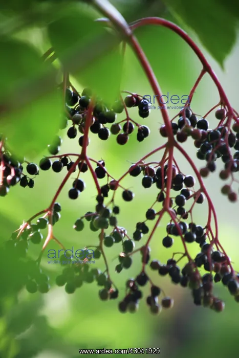 : Elder, Sambucus nigra : Elder, Sambucus nigra