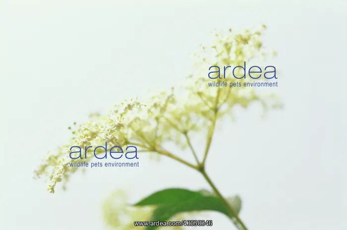 : Elder, Sambucus nigra : Elder, Sambucus nigra