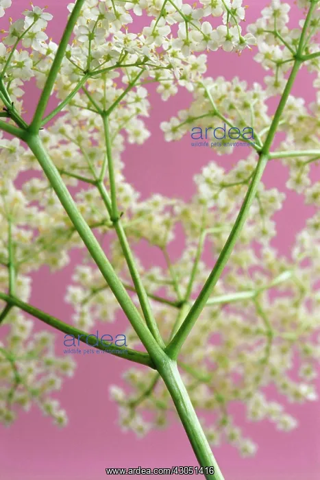 : Elder, Sambucus nigra : Elder, Sambucus nigra