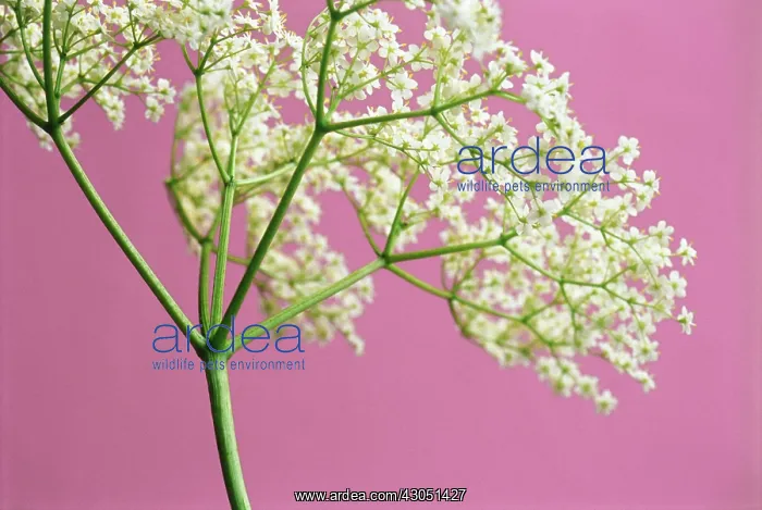 : Elder, Sambucus nigra : Elder, Sambucus nigra