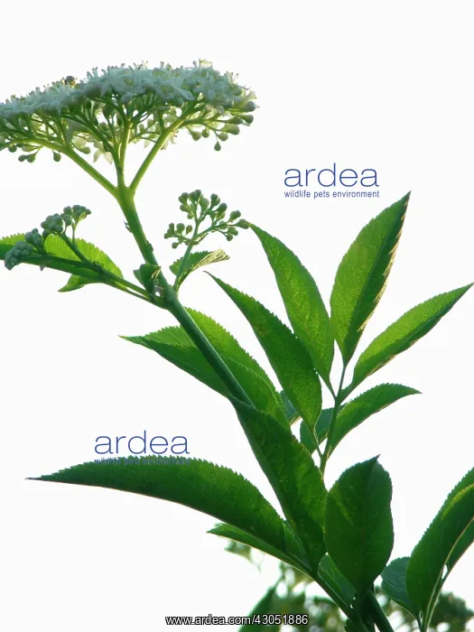 : Elder, Sambucus nigra : Elder, Sambucus nigra