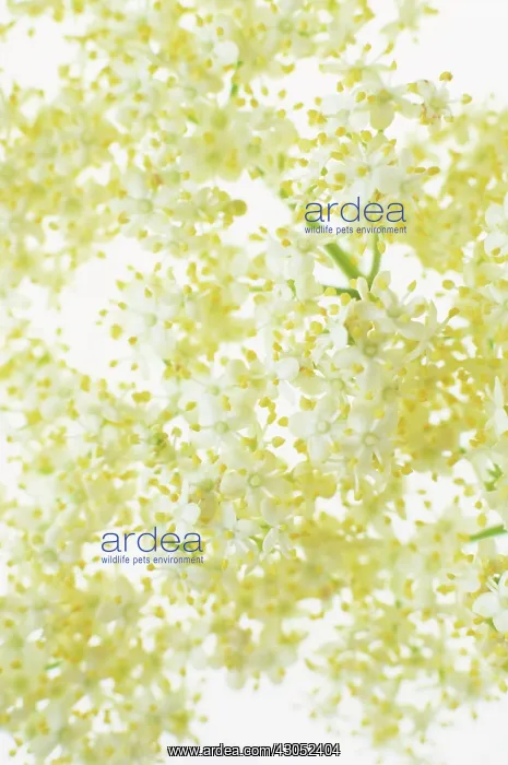 : Elder, Sambucus nigra : Elder, Sambucus nigra
