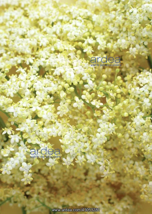 : Elder, Sambucus nigra : Elder, Sambucus nigra