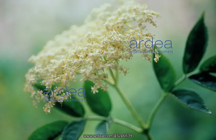 : Elder, Sambucus nigra : Elder, Sambucus nigra