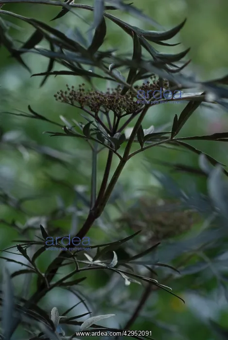: Elder, Sambucus nigra Black Lace : Elder, Sambucus nigra Black Lace