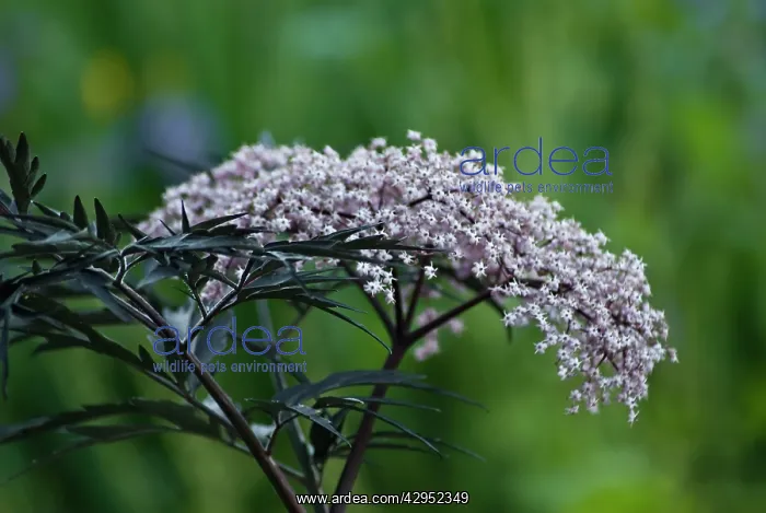 : Elder, Sambucus nigra Black Lace : Elder, Sambucus nigra Black Lace