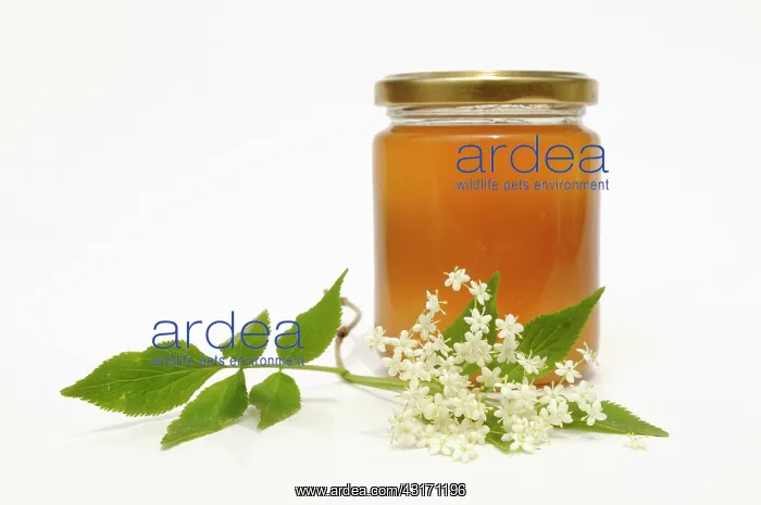  : Elder, Sambucus nigra, Elderflower head with leaves, in fron