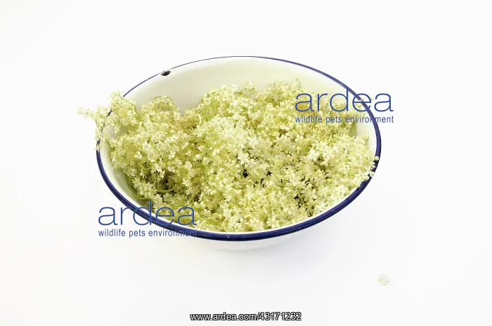 : Elder, Sambucus nigra, several Elderflower heads in an ename : Elder, Sambucus nigra, several Elderflower heads in an ename