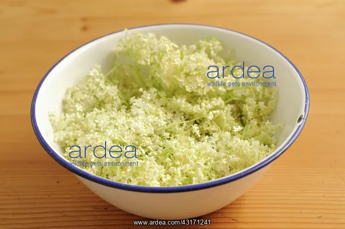 : Elder, Sambucus nigra, several Elderflower heads in an ename : Elder, Sambucus nigra, several Elderflower heads in an ename