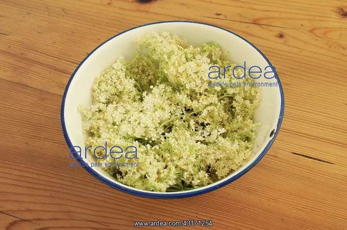 : Elder, Sambucus nigra, several Elderflower heads in an ename : Elder, Sambucus nigra, several Elderflower heads in an ename