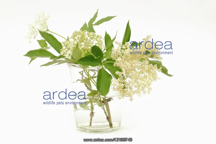 : Elder, Sambucus nigra, several Elderflower heads in a glass : Elder, Sambucus nigra, several Elderflower heads in a glass