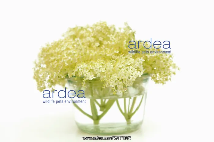: Elder, Sambucus nigra, several Elderflower heads in a glass : Elder, Sambucus nigra, several Elderflower heads in a glass