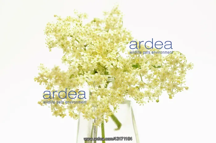: Elder, Sambucus nigra, several Elderflower heads in a glass : Elder, Sambucus nigra, several Elderflower heads in a glass