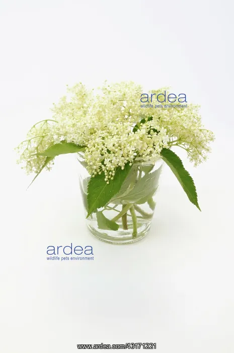 : Elder, Sambucus nigra, several Elderflower heads in a glass : Elder, Sambucus nigra, several Elderflower heads in a glass