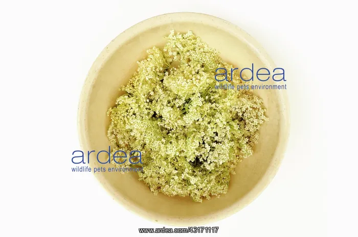 : Elder, Sambucus nigra, several Elderflower heads iin a ceram : Elder, Sambucus nigra, several Elderflower heads iin a ceram