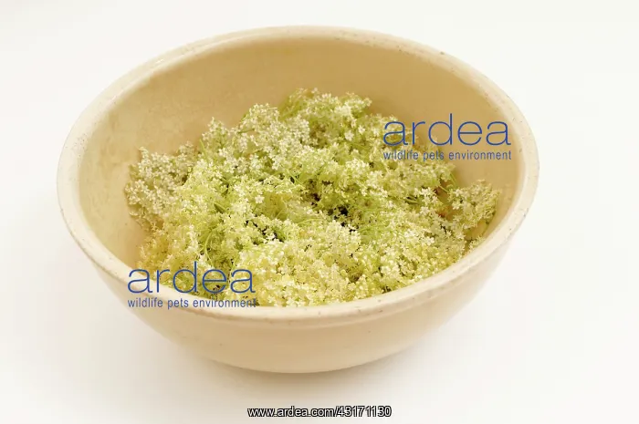  : Elder, Sambucus nigra, several Elderflower heads iin a ceram