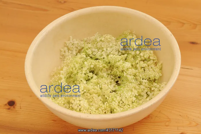: Elder, Sambucus nigra, several Elderflower heads iin a ceram : Elder, Sambucus nigra, several Elderflower heads iin a ceram