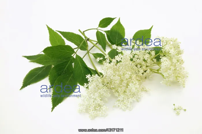  : Elder, Sambucus nigra, Elderflower heads with leaves, agains