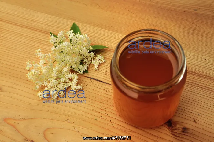 : Elder, Sambucus nigra, Elderflower and lemon flavoured honey : Elder, Sambucus nigra, Elderflower and lemon flavoured honey