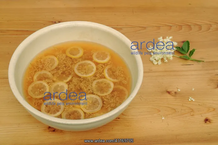 : Elder, Sambucus nigra, Elderflower and lemon slices being us : Elder, Sambucus nigra, Elderflower and lemon slices being us