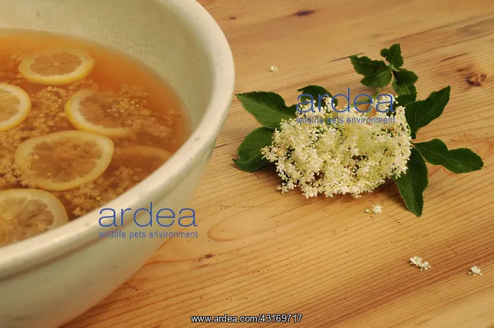 : Elder, Sambucus nigra, Elderflower and lemon slices being us : Elder, Sambucus nigra, Elderflower and lemon slices being us
