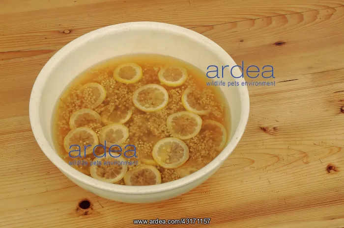  : Elder, Sambucus nigra, Elderflower and lemon slices being us