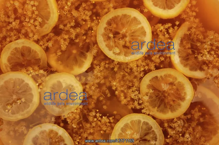: Elder, Sambucus nigra, Elderflower and lemon slices being us : Elder, Sambucus nigra, Elderflower and lemon slices being us